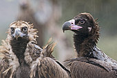 Eurasian Black Vultures (Aegypius monachus) on gournd in rain, San Pedro Sierra, Extremadura, Spain