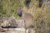 Egyptian Mongoose (Herpestes ichneumon) on rocks, San Pedro Sierra, Extremadura Spain December