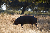 Black Iberian Pigs in Dehesa woodland feeding on acorns, San Pedro, Extremadura, Spain