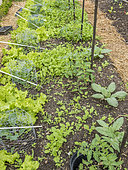 Lettuce 'Merveille des 4 saisons', Radish 'de 18 Jours' 1/2 Long, Cabbage, Vegetable garden