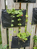 Hanging vegetable garden