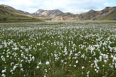 Scheuchzer's Cottongrass (Eriophorum scheuchzeri), Fjallabak National Park Landmannalaugar, Iceland