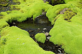 Pale Glaucus Thread moss and volcanic hills, Landmannalaugar, Iceland