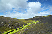 Pale Glaucus Thread moss and volcanic hills, Landmannalaugar, Iceland