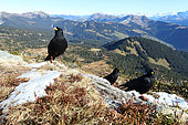 Alpine Chough (Pyrrhocorax graculus), Gemmenalphorn, Switzerland