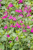 Salvia microphylla 'Cera Potosi'