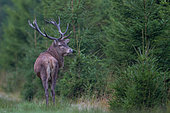 Red Deer (Cervus elaphus) male and Spruces, Ardennes, Belgium