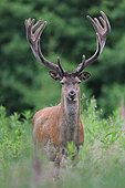 Red Deer (Cervus elaphus) male in velvet, Ardennes, Belgium