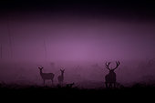 Red Deer (Cervus elaphus) silhouettes at dusk, Ardennes, Belgium