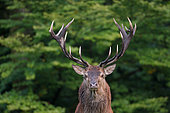 Red Deer (Cervus elaphus) portrait of male, Ardennes, Belgium