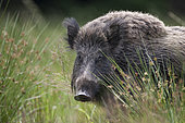 Portrait of Wild boar (Sus scrofa) in Rushes, Ardennes, Belgium