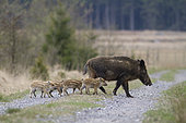 Wild boar (Sus scrofa) sow and piglets crossing a track, Ardennes, Belgium