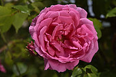 Rose Flower 'Parade', Breeder: Eugene S. Boerner (USA), 1953); Group: Modern Roses - Climbing Roses with Greater Flowers (LCl), Rose garden of L'Haÿ-les-Roses, France