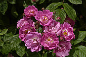 Rose Flower 'Mistress F. W. Flight', Breeder: Cutbush (UK), 1905); Synonym: 'Mrs. F. W. Flight '; Parents: 'Crimson Rambler' x 'The Garland'; Group: Modern Roses - Climbing Roses Floribunda (Cl F), Rose garden of L'Haÿ-les-Roses, France