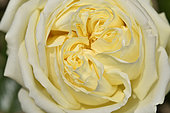 Rose Flower 'The Alcazar', breeder: Hans Jürgen Evers, introducer: Mathias Tantau, 2000); Group: Modern Roses - Climbing Roses with Greater Flowers (LCl), Rose garden of L'Haÿ-les-Roses, France