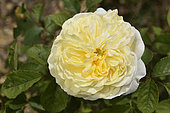 Rose Flower 'The Pilgrim', Breeder: David C. H. Austin, 1991); Synonym: 'AUSwalker', 'Gartenarchitekt Günther Schulze'; Group: Modern Roses - Bush Roses (S), Rose garden of L'Haÿ-les-Roses, France