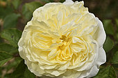 Rose Flower 'The Pilgrim', Breeder: David C. H. Austin, 1991); Synonym: 'AUSwalker', 'Gartenarchitekt Günther Schulze'; Group: Modern Roses - Bush Roses (S), Rose garden of L'Haÿ-les-Roses, France