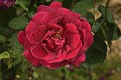 Rose Flower 'Climber Star of Holland', breeder: Mathias Leenders (Netherlands), 1931); Synonym: 'Star of Holland, Cl.' ; Group: Modern Roses - Hybrid Climbing Roses (Cl HT), Rose garden of L'Haÿ-les-Roses, France