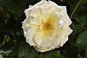 'Valse des Neiges' Rose Flower, Breeder: Hans Jürgen Evers / Tantau, 1987); Synonym: 'Snow Waltz', 'TANrezlaw'; Group: Modern Roses - Climbing Roses with Greater Flowers (LCl), Rose garden of L'Haÿ-les-Roses, France