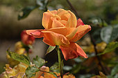 Rose Flower 'Sutter's Gold, Cl.', Breeder: O.L. Weeks (USA), 1950); Group: Modern Roses - Hybrid Climbing Roses (Cl HT), Rose garden of L'Haÿ-les-Roses, France