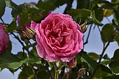 Rose Flower 'Parade', Breeder: Eugene S. Boerner (USA), 1953); Group: Modern Roses - Climbing Roses with Greater Flowers (LCl), Rose garden of L'Haÿ-les-Roses, France