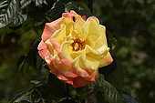 Rose Flower 'Night Light', breeder: Niels Dines Poulsen (Denmark), 1982); Synonym: 'POUlligh't; Relationship: 'Westerland' (Shrub, Kordes, 1969) × 'Pastoral'; Group: Modern Roses - Climbing Roses with Greater Flowers (LCl), Rose garden of L'Haÿ-les-Roses, France