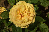 Rose Flower 'Summertime', breeder: Michèle Meilland Richardier, 2011); Synonym: MEIpiokou; Group: Modern Roses - Hybrid Tea Roses (HT), Rose garden of L'Haÿ-les-Roses, France