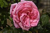 Rose flower 'Campanile', breeder: Delbard-Chabert, 1967); Synonym: DELtrut; Group: Modern Roses - Hybrid Tea Roses (HT), Rose garden of L'Haÿ-les-Roses, France