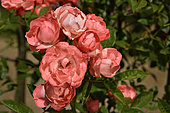 Rose Flower 'Margo Koster, Cl.', Breeder: Golie (USA), 1962); Group: Modern Roses - Climbing Roses Polyantha (Cl Pol), Rose garden of L'Haÿ-les-Roses, France