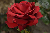 Rose flower 'Nefertiti', breeder: Francois Dorieux II, 2010); Group: Modern Roses - Hybrid Tea Roses (HT), Rose garden of L'Haÿ-les-Roses, France