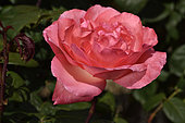 Pink Panther Flower 'Pink Panther', breeder: Marie-Louise Meilland, 1981); Synonym: MEIcapinal, Pink Panther; Group: Modern Roses - Hybrid Tea Roses (HT), Rose garden of L'Haÿ-les-Roses, France