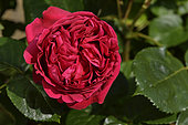 Rose Flower 'Eric Tabarly', Breeder: Alain Meilland, 2002); Synonym: 'MEIdrasonr', 'Red Eden Rose'; Group: Modern Roses - Great Wall Rose Roses (LCl), Rose garden of L'Haÿ-les-Roses, France