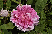 Rose Flower 'Child of France', breeder: Clémence Lartay, 1860); Group: Ancient Roses - Hybrid Roses (HP), Rose garden of L'Haÿ-les-Roses, France
