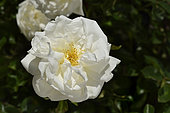 Rose flower 'François Guillot', breeder: Barbier, 1905); Relationship: Rosa wichuraiana × 'Madame Laurette Messimy'; Group: Modern Roses - Hybrid Roses from Wichurana (HWich), Rose garden of L'Haÿ-les-Roses, France