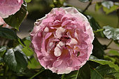 Rose Flower 'Caesar', Breeder: Meilland, 1993); Synonym: MEIsardan; Group: Modern Roses - Great Wall Rose Roses (LCl), Rose garden of L'Haÿ-les-Roses, France