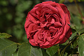 Rose Flower 'Rabelais', Breeder: Meilland, 1996); Synonym: 'François Rabelais', 'MEInusian'; Group: Modern Roses - Floribunda Roses (F), Rose garden of L'Haÿ-les-Roses, France