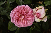 Rose flower 'George Sand', breeder: Laperrière, 2010); Group: Modern Roses - Hybrid Tea Roses (HT), Rose garden of L'Haÿ-les-Roses, France