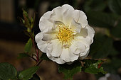 Rose Flower 'Pax', breeder: Joseph Hardwick Pemberton (UK), 1918); Group: Modern Roses - Moshata Hybrid Roses (HMsk), Rose garden of L'Haÿ-les-Roses, France