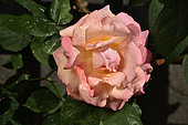 Rose Flower 'Looping', Breeder: Marie-Louise Meilland, 1977); Synonym: 'MEIrovonex'; Group: Modern Roses - Great Wall Rose Roses (LCl), Rose garden of L'Haÿ-les-Roses, France