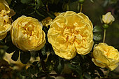Rose Flower 'Persian Yellow', discoverer: Sir Henry Willock (UK), 1837); Synonym: Rosa foetida 'Persian Yellow'; Group: Ancient Roses - Hybrid Roses from Foetida (HFt), Rose garden of L'Haÿ-les-Roses, France