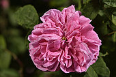Rose flower 'Clemence Robert', breeder: Robert and Moreau, 1863); Group: Ancient Roses - Sparkling Roses (M), Rose garden of L'Haÿ-les-Roses, France