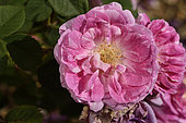 Rose Flower 'Jeanne de Montfort', breeder: Robert, 1851); Group: Ancient Roses - Sparkling Roses (M), Rose garden of L'Haÿ-les-Roses, France