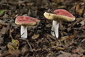 Scarlet Brittlegill (Russula pseudointegra), undergrowth, Coye Forest, Ile-de-France, France