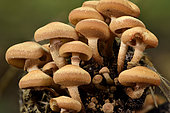 Sheathed woodtuft (Kuehneromyces mutabilis) undergrowth, Coye forest, Ile-de-France