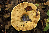 Milkcap (Lactarius zonarius) undergrowth, Coye Forest, Ile-de-France, France