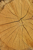 Pedunculate oak (Quercus robur) Cross section of a limb, showing the heartwood and sapwood, Forêt de Coye, Ile-de-France, France