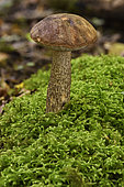 Hazel Bolete (Leccinum pseudoscabrum) and Common Striated Feather-moss (Eurhynchium striatum) undergrowth, Coye forest, Ile-de-France