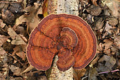 Bracket fungus (Daedaleopsis tricolor), undergrowth, Coye forest, Ile-de-France