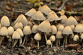 Mica cap (Coprinellus micaceus), undergrowth, Coye forest, Ile-de-France