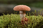 Wrinkled Peach (Rhodotus palmatus)l, undergrowth, Coye forest, Ile-de-France